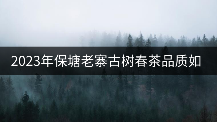 2023年保塘老寨古樹(shù)春茶品質(zhì)如何？
