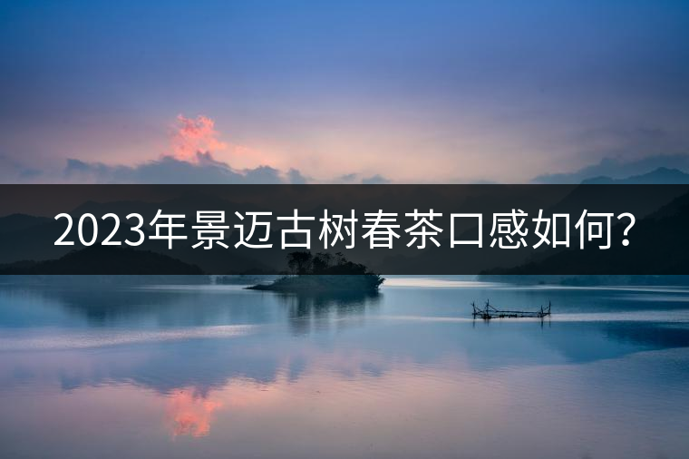 2023年景邁古樹春茶口感如何？