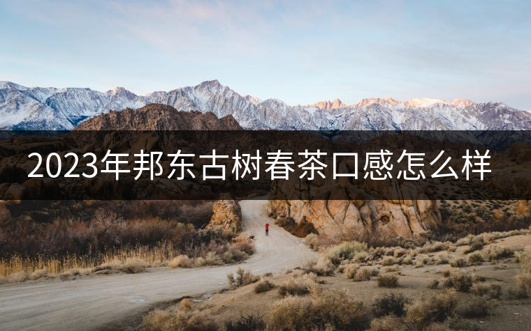 2023年邦東古樹春茶口感怎么樣？