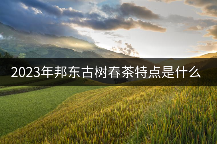 2023年邦東古樹春茶特點(diǎn)是什么？