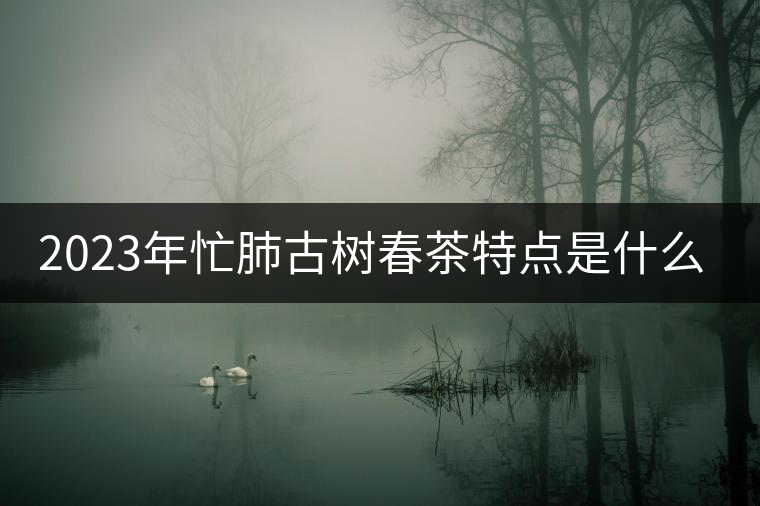 2023年忙肺古樹(shù)春茶特點(diǎn)是什么？