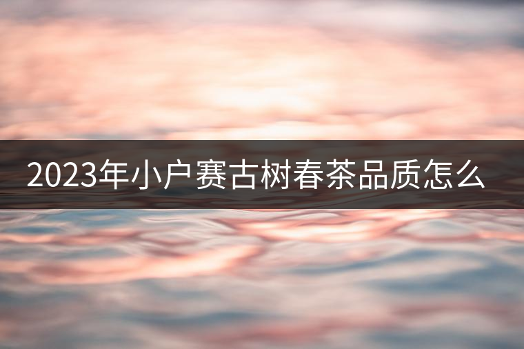 2023年小戶賽古樹春茶品質(zhì)怎么樣？