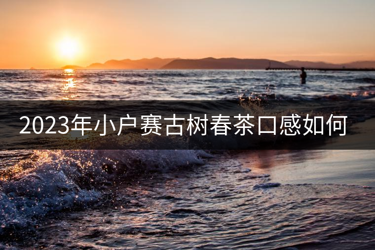 2023年小戶賽古樹春茶口感如何？