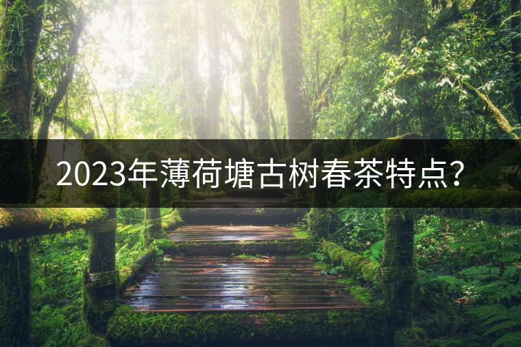 2023年薄荷塘古樹(shù)春茶特點(diǎn)？
