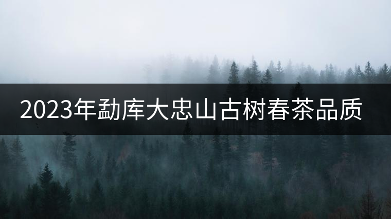 2023年勐庫(kù)大忠山古樹(shù)春茶品質(zhì)怎么樣？