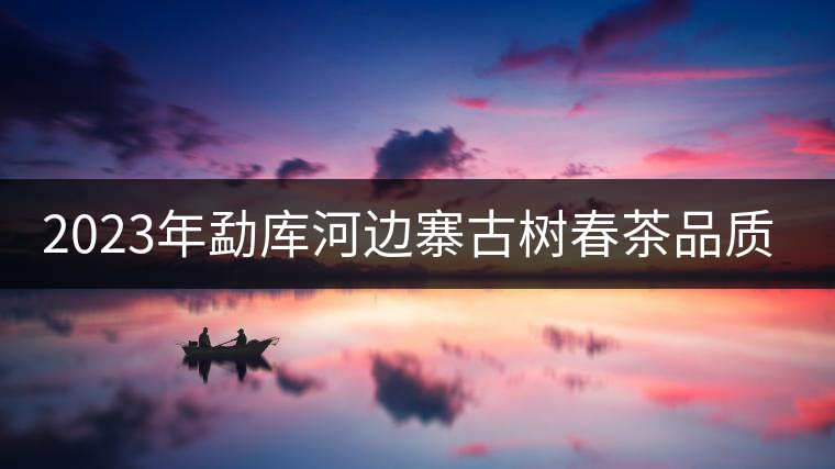 2023年勐庫河邊寨古樹春茶品質如何？