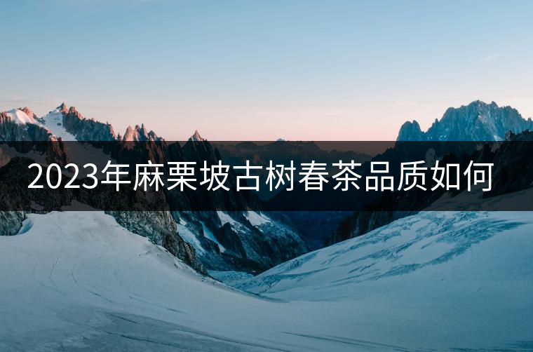 2023年麻栗坡古樹春茶品質(zhì)如何？