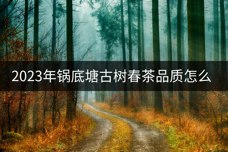 2023年鍋底塘古樹春茶品質(zhì)怎么樣？