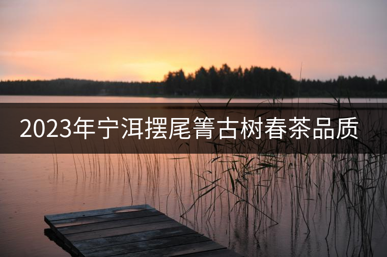 2023年寧洱擺尾箐古樹春茶品質(zhì)怎么樣? 2023年寧洱擺尾箐古樹春茶品質(zhì)怎么樣?