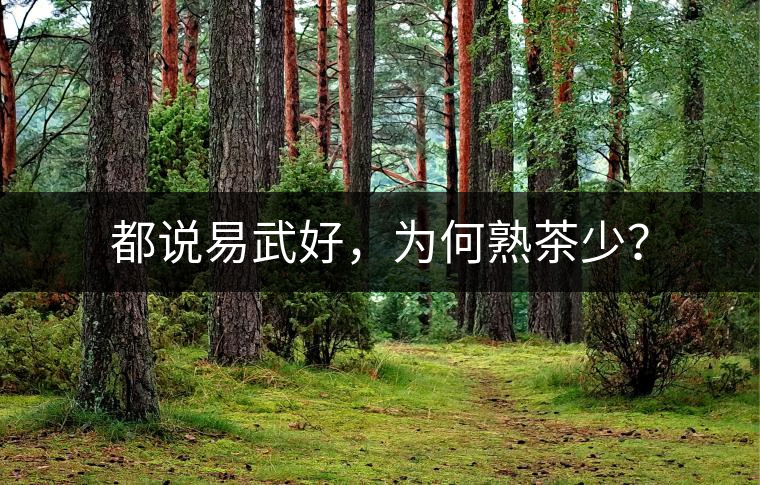 都說易武好，為何熟茶少？