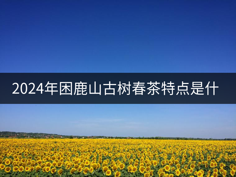 2024年困鹿山古樹(shù)春茶特點(diǎn)是什么？
