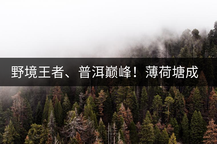 野境王者、普洱巔峰！薄荷塘成為普洱無冕之王的十大原因