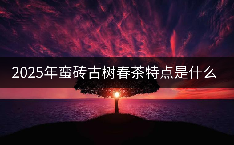 2025年蠻磚古樹春茶特點(diǎn)是什么？