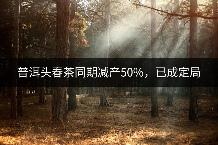 普洱頭春茶同期減產(chǎn)50%，已成定局