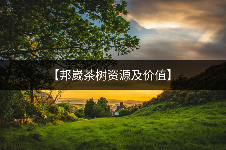 【邦崴茶樹資源及價值】 【邦崴茶樹資源及價值】