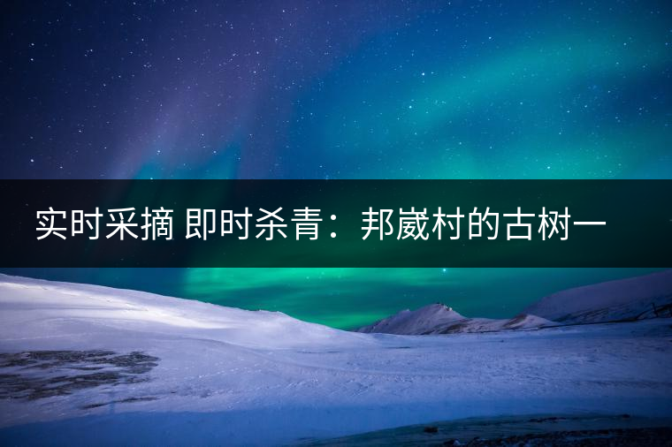 實(shí)時(shí)采摘 即時(shí)殺青：邦崴村的古樹一般都比較高大，我今年爬到10米高的樹梢上拍茶農(nóng)采茶，一顆完整的古樹頭春茶的采摘需要6-7個婦女花半個小時(shí)共同完成，鮮葉才下來以后要及時(shí)殺青，才能保證茶葉后期的鮮爽感。