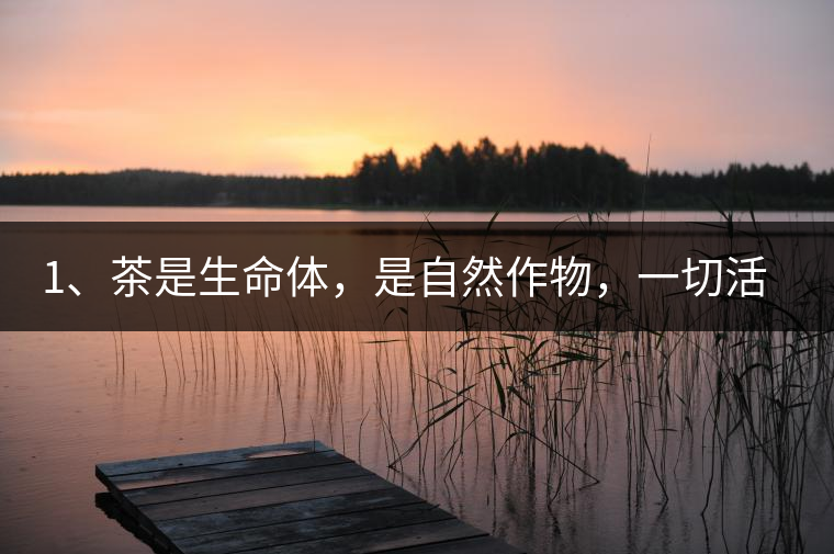 1、茶是生命體，是自然作物，一切活動受自然規(guī)律影響。