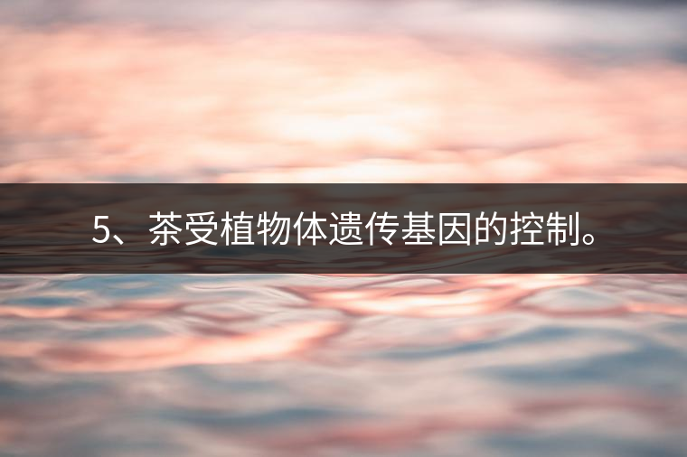 5、茶受植物體遺傳基因的控制。