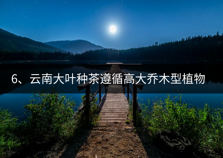 6、云南大葉種茶遵循高大喬木型植物的普遍規(guī)律。