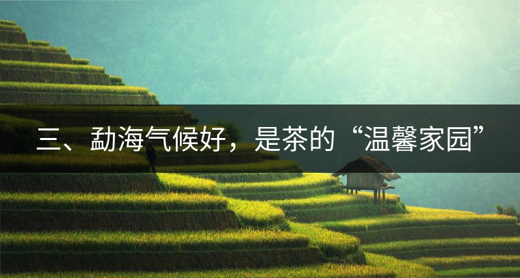 三、勐海氣候好，是茶的“溫馨家園”