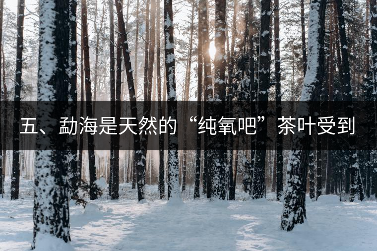 五、勐海是天然的“純氧吧”茶葉受到很好的潤澤