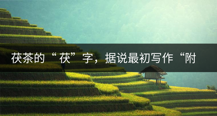 茯茶的“ 茯”字，據(jù)說最初寫作“附”，意思就是非“正”品，次等貨。茯磚茶選料多用質(zhì)地很老的茶葉，加上茶梗與枝葉拼配。陳化后，性溫，有著獨特的營養(yǎng)價值，更有助于幫助消化去膩。有些時候，茶傳播也有尷尬的時候，今天中原大地流行喝陳茶的時候，這個地方卻開始喝新茶。喝也喝出問題來，磚茶不適合品新，因為老枝葉含氟高的緣故，許多牧民甚至氟中毒，國家正在著手解決這一問題。但從根本上來說，還是需要消費者回到自己的傳統(tǒng)，把茶葉的儲藏習慣繼續(xù)保留。