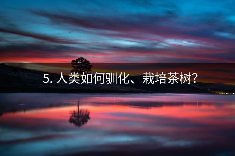 ??5. 人類如何馴化、栽培茶樹？