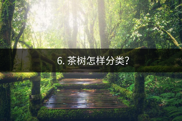 ? 6. 茶樹怎樣分類？