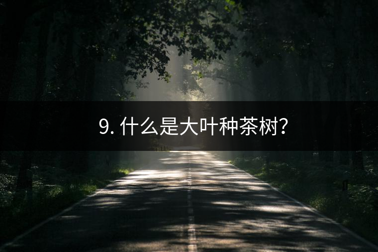 ? 9. 什么是大葉種茶樹？