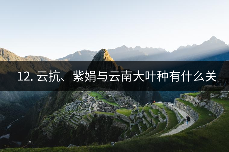 ??12. 云抗、紫娟與云南大葉種有什么關系？