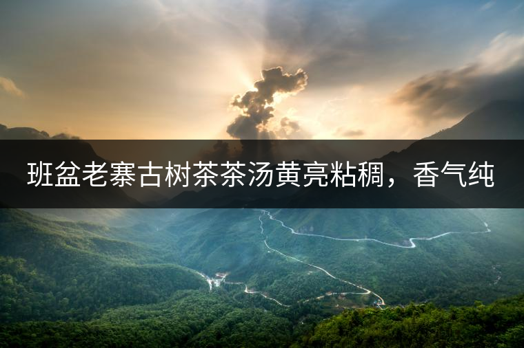 班盆老寨古樹茶茶湯黃亮粘稠，香氣純高，滋味清甜柔順，略苦澀，苦澀不會持久1-2秒后轉(zhuǎn)為甘甜，喉嚨清爽無燥感，舌面回甘，生津持久，外形條索油亮，肥大顯毫、葉脈清晰、葉質(zhì)軟。茶氣強勁、韻味回繞時間極長，滋味釅醇，茶氣凜冽，回甘生津較猛，喉韻較深。幾杯下肚有較為明顯的體感表現(xiàn)（背脊、額頭發(fā)汗），沒有其他雜味。