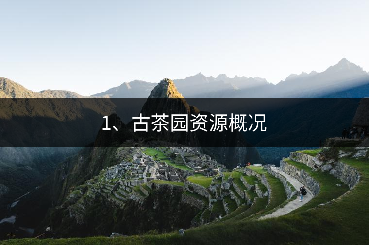 1、古茶園資源概況