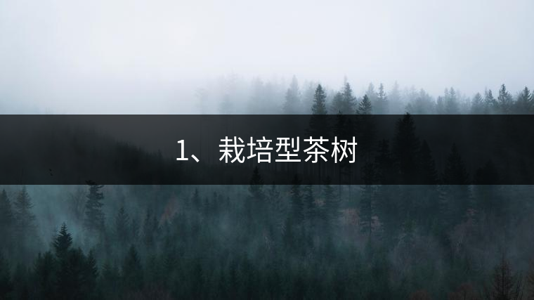 1、栽培型茶樹(shù)