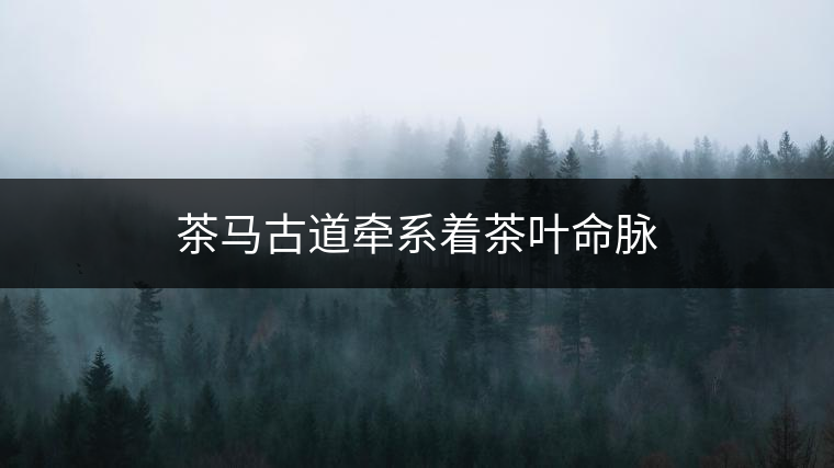 茶馬古道牽系著茶葉命脈