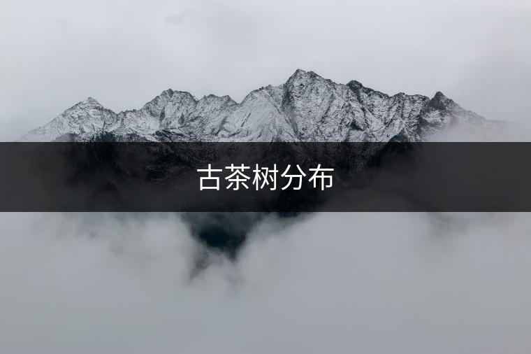 古茶樹(shù)分布 古茶樹(shù)分布