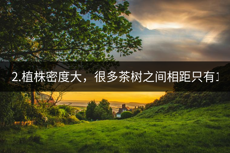 2.植株密度大，很多茶樹之間相距只有1-2米。