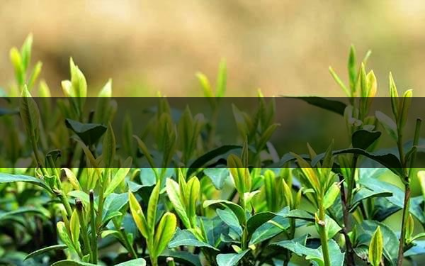 不同的身體癥狀分別該喝什么茶？