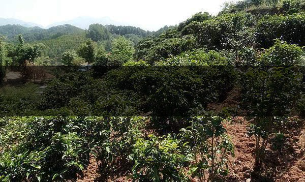 云南省鎮(zhèn)沅縣茶業(yè)概況簡(jiǎn)述（第三講）