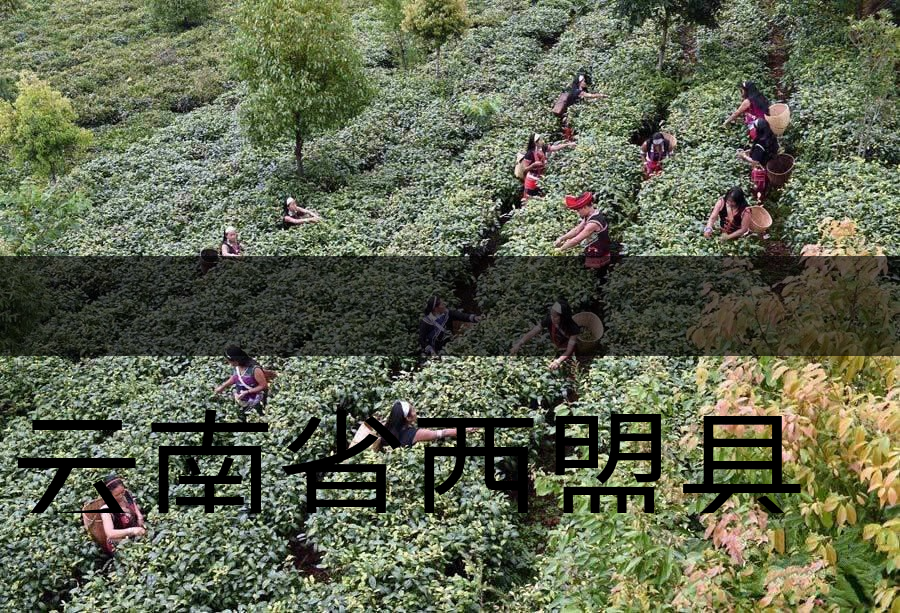 云南省西盟縣茶業(yè)概況簡述(下篇) 云南省西盟縣茶業(yè)概況簡述(下篇)