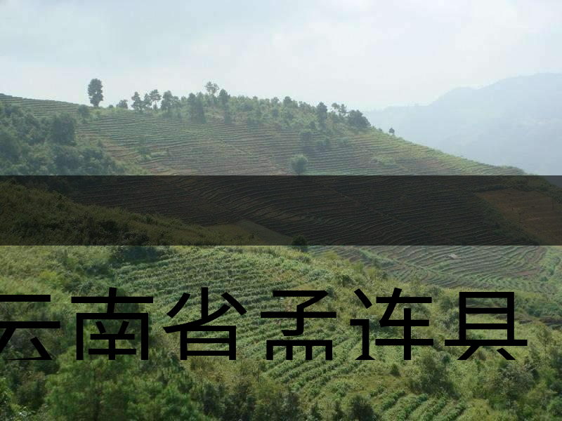 云南省孟連縣茶業(yè)概況簡述(下敘) 云南省孟連縣茶業(yè)概況簡述(下敘)