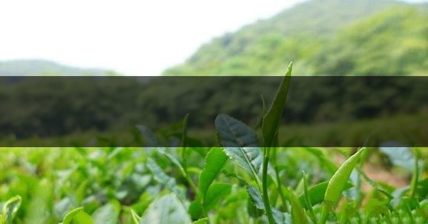 云南省騰沖市茶業(yè)概況簡述 云南省騰沖市茶業(yè)概況簡述