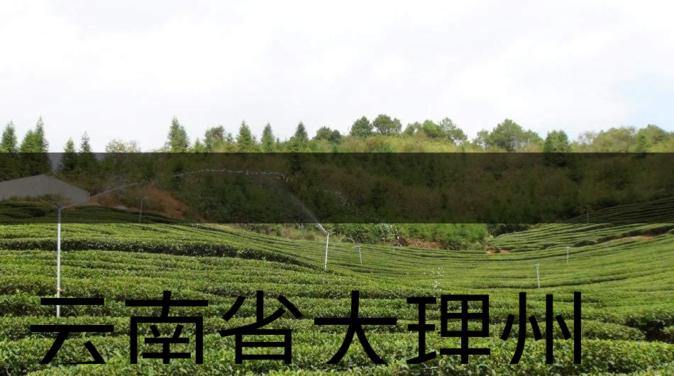 云南省大理州云龍縣茶業(yè)概況簡(jiǎn)述（第三講）