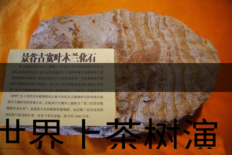 世界上茶樹演化的始祖是不是寬葉木蘭化石？