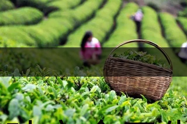 茶葉安全衛(wèi)生與我國相關(guān)法規(guī)管理體系簡述（壹）-1