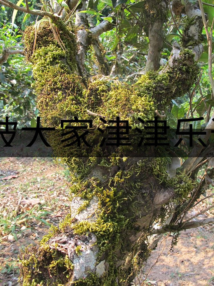 被大家津津樂(lè)道的森林茶，你知道是什么？-3-1