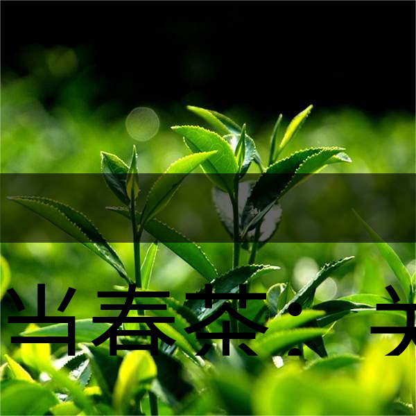 正當(dāng)春茶：關(guān)于這些茶知識(shí)你知道嗎？-1