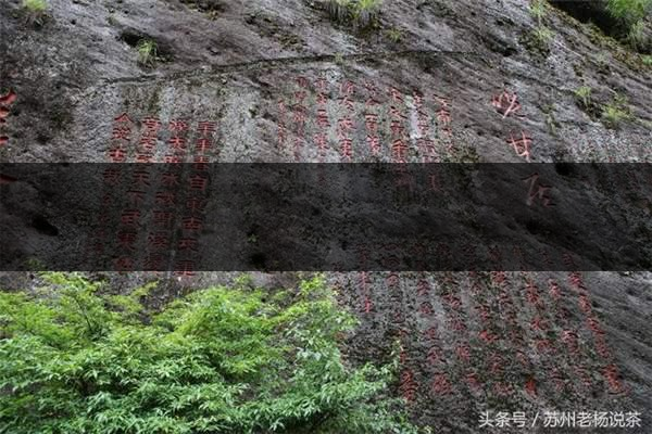 老楊說茶：武夷尋茶之三：巖茶巖韻形成的四-4-1