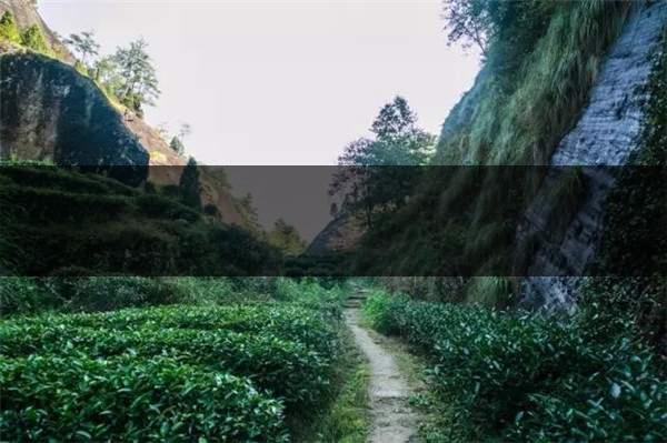 喝武夷山巖茶的香，什么是工藝香？-3