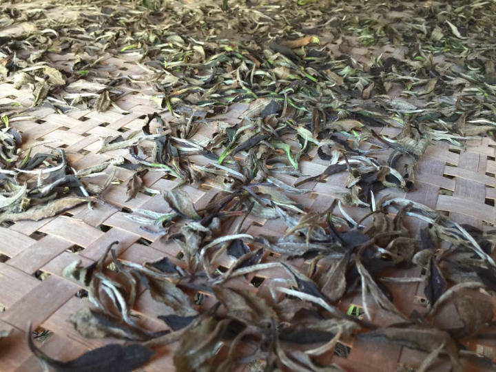 2020年普洱春茶的故事你想好了嗎？