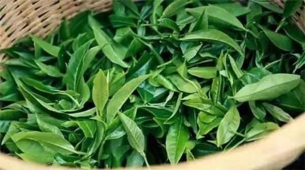 2021年曼秀古樹茶，易武的超級黑馬